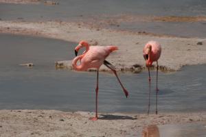 Άλλα ζώα σε αυτό το διαμέρισμα ή στη γύρω περιοχή
