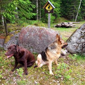 Yttermalung的住宿－The Old Logging Camp，两只狗坐在岩石旁的草地上