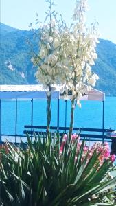 a flowering plant with the ocean in the background at Dina apartman Jablaničko jezero in Konjic