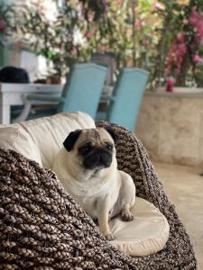 um cão pug sentado numa almofada num sofá em Larimar Hotel Cesme em Cesme