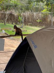 małpa stojąca na szczycie namiotu w obiekcie Z'Alpes Camping e Restaurante w mieście Tianguá