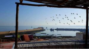 um bando de aves a voar sobre uma massa de água em Art riad mazighen em El Jadida