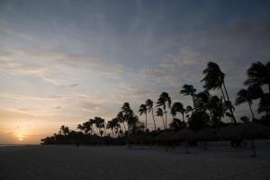 a group of palm trees and umbrellas on a beach at Divi Dutch Village Beach Resort in Palm-Eagle Beach
