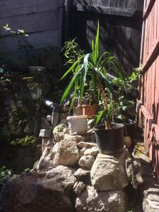 a garden with potted plants on rocks next to a building at Casa Adrian CAMERE CENTRU VECHI in Braşov