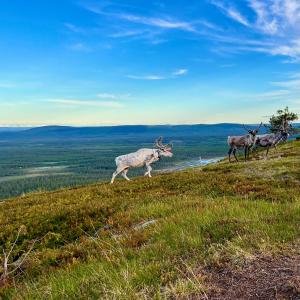 a group of animals walking on top of a hill at Lapland Lodge Pyhä Ski in, sauna, free WiFi, national park - Lapland Villas in Pyhätunturi