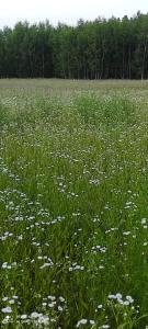 a field filled with lots of green grass and white flowers at Lesny Zakatek B&B koło Ostrody in Gierłoż