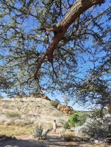 a person walking down a dirt road under a tree at Achab Camping Camp site in Usakos