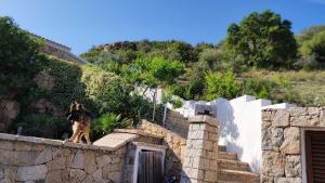 Gallery image of casa l'Ulivariu affittacamere in San Teodoro