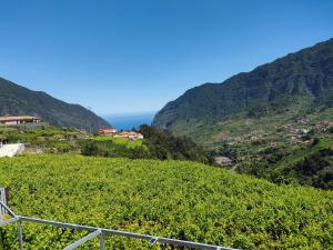 a view of a vineyard on a mountain at Matilde House in São Vicente