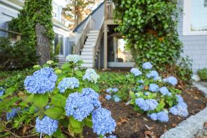 a garden with blue hydrangeas in front of a house at Allen Harbor Rentals in Harwich Port