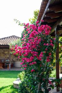 Un mazzo di fiori rosa appesi a un edificio di Kiveri Garden Villa a Kiveri Altre 61 foto
