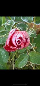 a red rose with water droplets on it at Agriturismo Corte San Girolamo in Mantova