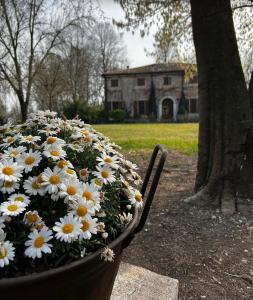 a planter full of daisies in front of a house at Agriturismo Corte San Girolamo in Mantova