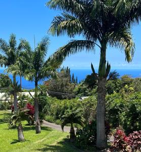 un palmier dans un parc avec l'océan en arrière-plan dans l'établissement Hawaii Getaway, à Holualoa