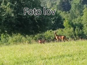Zvířata v apartmánu nebo okolí