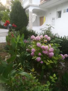 Banjol的住宿－Alemka，一座花园,在房子前方种有粉红色的花朵