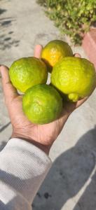a hand holding three green lemons and a lemon at Prakriti's Nest in Almora +21 photos