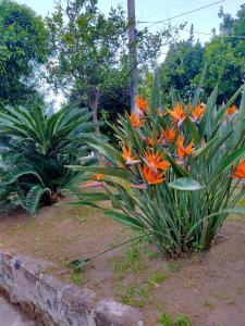 a bunch of orange flowers in a garden at Coco's Apartment in Meta