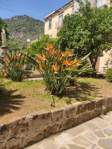 a garden with orange flowers in front of a building at Coco's Apartment in Meta