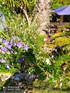- un bouquet de fleurs violettes dans un jardin dans l'établissement Appartement Giovanna, à Ceyreste