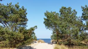 a beach with trees and the ocean in the background at Fewo Ostseeperle 14_QUAP in Ostseebad Karlshagen