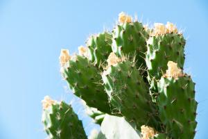 Kép The Prickly Pear Apartment szállásáról Haniában a galériában