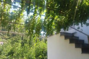 A garden outside Traditional house in Akamatra square
