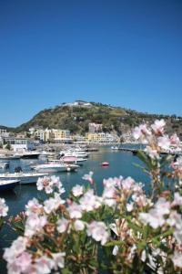 Ein paar rosa Blumen vor dem Hafen in der Unterkunft villa martina apartament in Ischia
