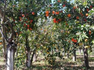A garden outside BELLA CISTERNA