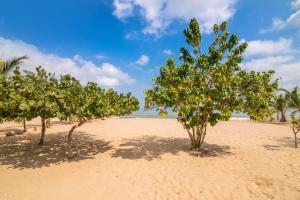 Une rangée d'arbres sur une plage de sable dans l'établissement Apartaestudio Playa Linda 101, à Coveñas 5 autres photos