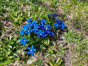 Φωτογραφία από το άλμπουμ του La Baita σε Bionaz