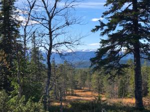 a view of the mountains through the trees at Hytte på Sørbølfjellet in Flå