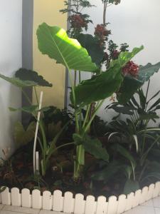 a plant with a large green leaf in a pot at villa NYL in Schœlcher