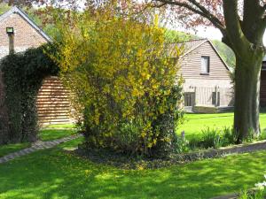 une brousse avec des fleurs jaunes devant une maison dans l'établissement Schophemmerhoeve, à Fourons