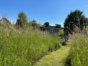 a house in the middle of a field of tall grass at Wellbank Shepherds Hut in Chetwynd