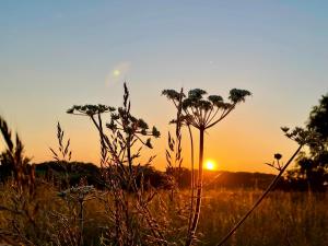 a sunset in a field with tall grass at Wellbank Shepherds Hut in Chetwynd