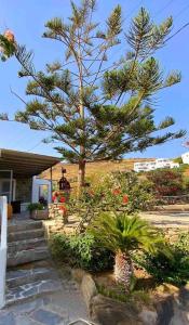 a pine tree in front of a house at Beyond the tree in Kionia