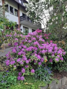 a bunch of purple flowers in front of a house at Ferienwohnung Bergblick - a63503 in Hallenberg