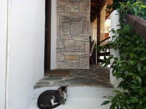 Domáce zviera alebo zvieratá hostí v ubytovaní Petrino1880 sea-vacation apartment in Chalkidiki