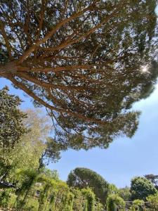 een grote boom in een park met de hemel bij Maison cosy, wifi terrasse, proche plage, gare, centre in Arcachon