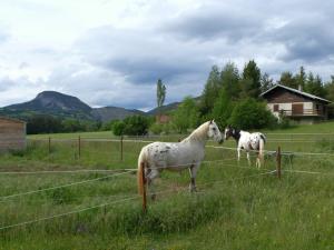 two horses standing behind a fence in a field at Chambre indépendante deux personnes au bord de la Blanche in Selonnet