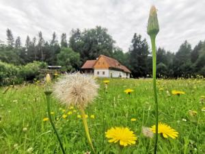 ein Blumenfeld mit einem Haus im Hintergrund in der Unterkunft Ferienhaus Grabenhansl in Stubenberg