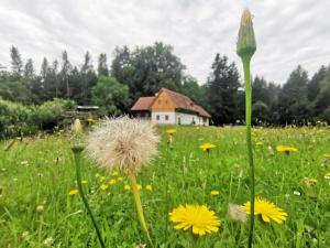Zahrada ubytování Ferienhaus Grabenhansl