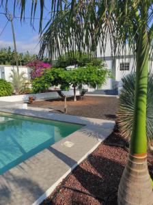 una palmera junto a una piscina en Villa Kabanita, en Tazacorte