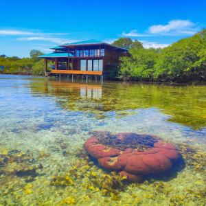 une maison au milieu d'une masse d'eau dans l'établissement Bahia Coral Lodge, à Bocas del Toro