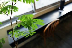a wooden chair sitting next to a plant at FON-SU bed&breakfast in Osaka