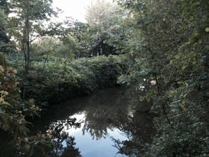 un fiume nel mezzo di una foresta con alberi di Kendall Lodge a Burwell