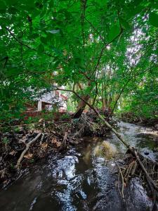 a branch sticking out of the water next to a creek at Divine Villa in Anuradhapura