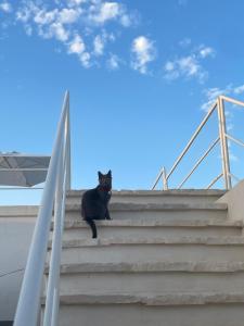 a black cat sitting on some stairs at Paradise Sea Terrace in Monopoli