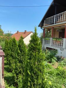 a row of evergreen trees in front of a house at Vila Ilidža in Banja Koviljača